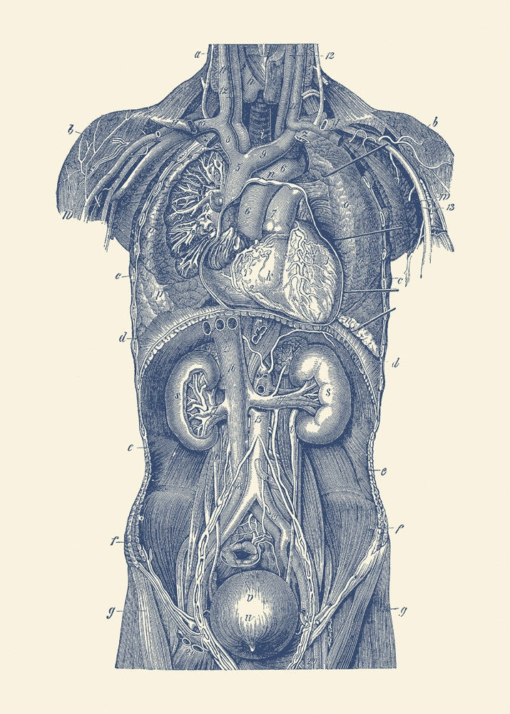 Vintage Upper Body Organs Diagram Fine Art Print by John Parrot