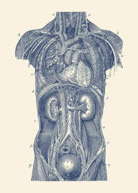 Vintage Upper Body Organs Diagram Fine Art Print by John Parrot