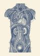 Vintage Upper Body Organs Diagram Fine Art Print by John Parrot