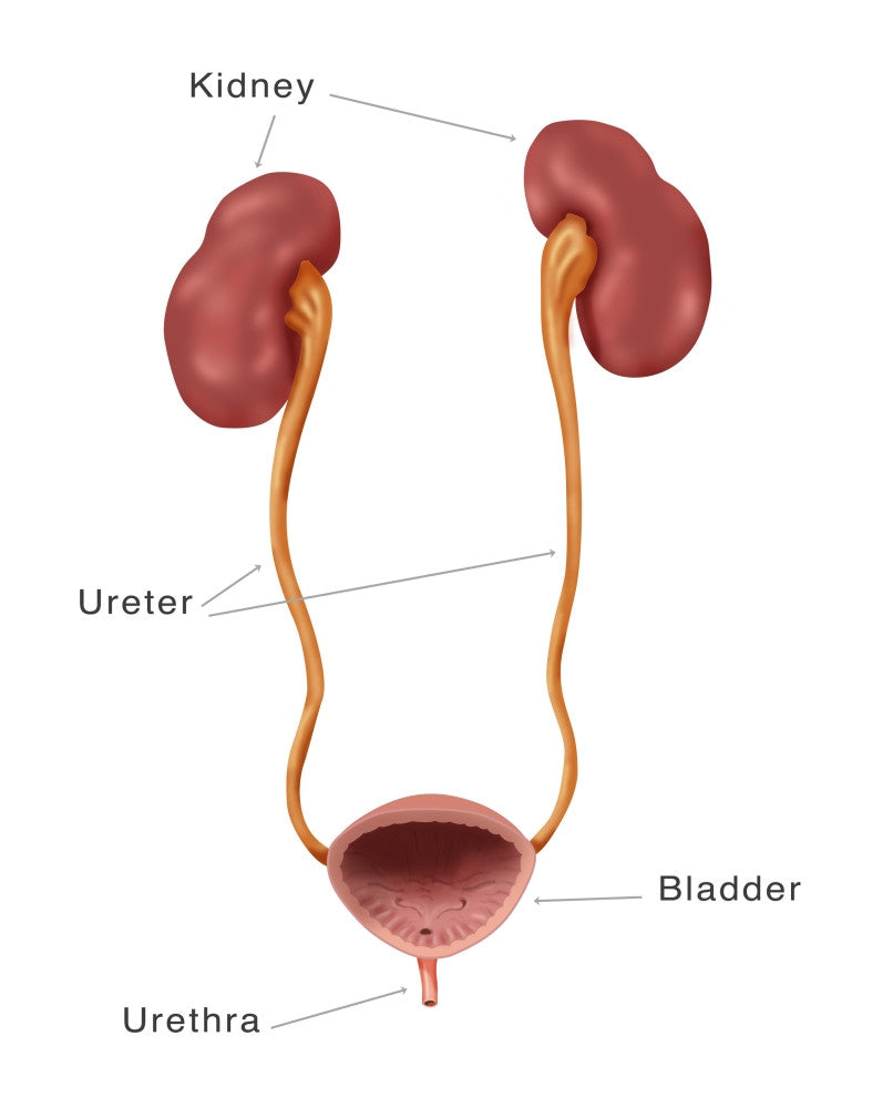 Kidneys, Ureter & Urinary Bladder Illustration Print by Monica Schroeder