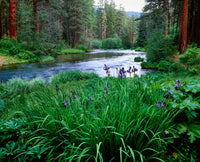 Iris Flowers by the Metolius River Fine Art Print by Panoramic Images
