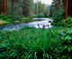 Iris Flowers by the Metolius River Fine Art Print by Panoramic Images
