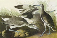 Audubon Willet Engraving Fine Art Print - Birds of America