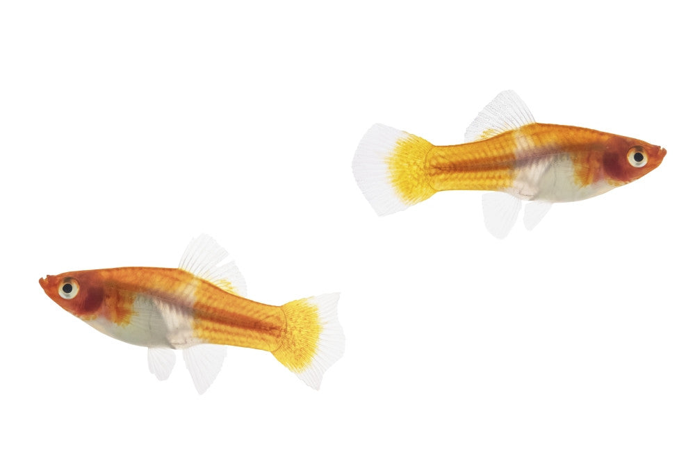 Two Female Koi Santa Claus Swordtail Fish Fine Art Print by Leah Bignell