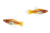 Two Female Koi Santa Claus Swordtail Fish Fine Art Print by Leah Bignell