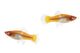 Two Female Koi Santa Claus Swordtail Fish Fine Art Print by Leah Bignell