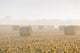 Hay Bales in Foggy Field Fine Art Print by Richard & Susan Day