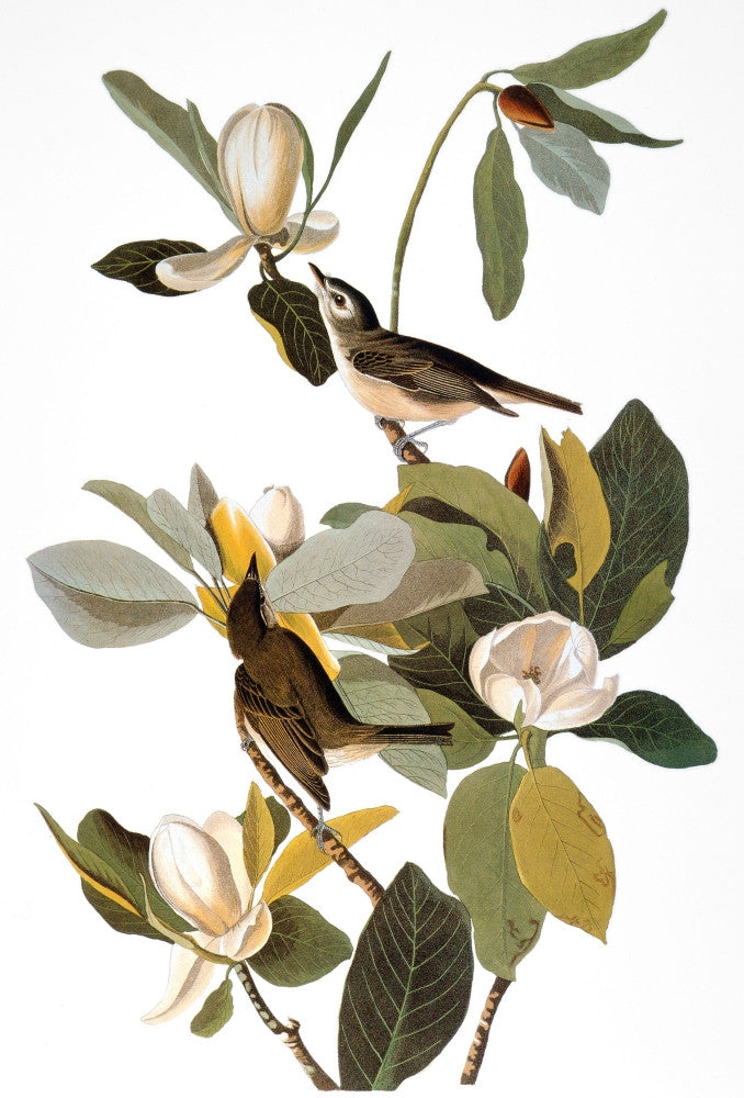 Audubon: Warbling Vireo Fine Art Print from Birds of America