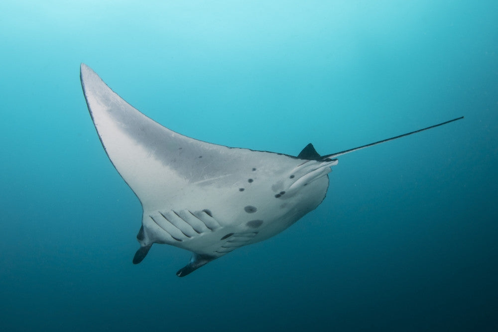 Manta Ray at Manta Alley Fine Art Print by Brandi Mueller