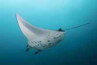 Manta Ray at Manta Alley Fine Art Print by Brandi Mueller