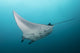 Manta Ray at Manta Alley Fine Art Print by Brandi Mueller