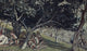 Nathaniel under the Fig Tree Fine Art Print by James Tissot