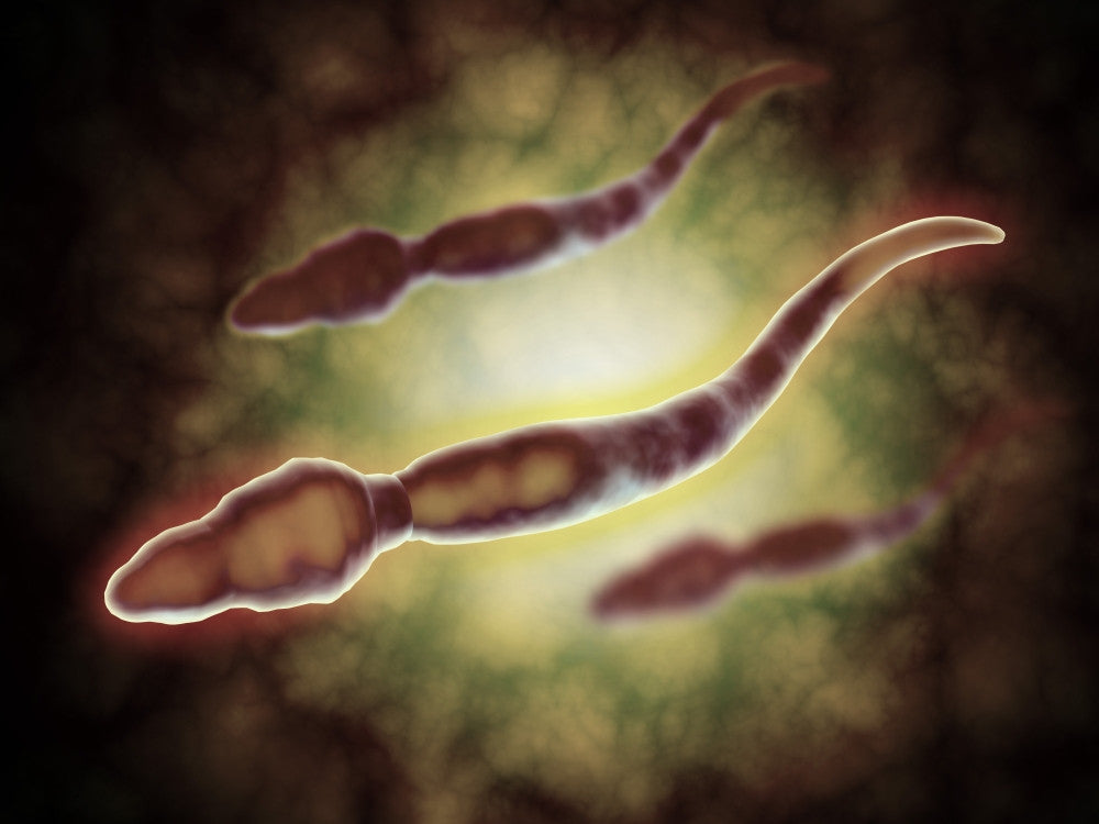 Microscopic View of Male Sperm Cells Fine Art Print