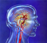 Main Arteries and Veins within a Glass Head Fine Art Print by TriFocal Communications