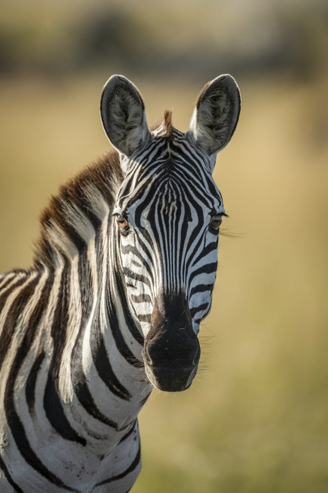 Close-up of Plains Zebra Fine Art Print by Nick Dale