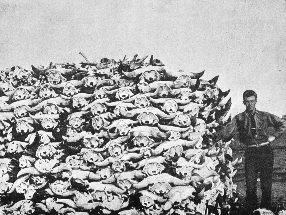 Buffalo Skulls on the Plains Fine Art Print - 1892 Photograph