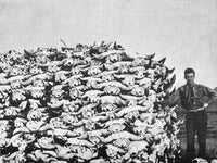 Buffalo Skulls on the Plains Fine Art Print - 1892 Photograph
