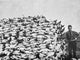 Buffalo Skulls on the Plains Fine Art Print - 1892 Photograph
