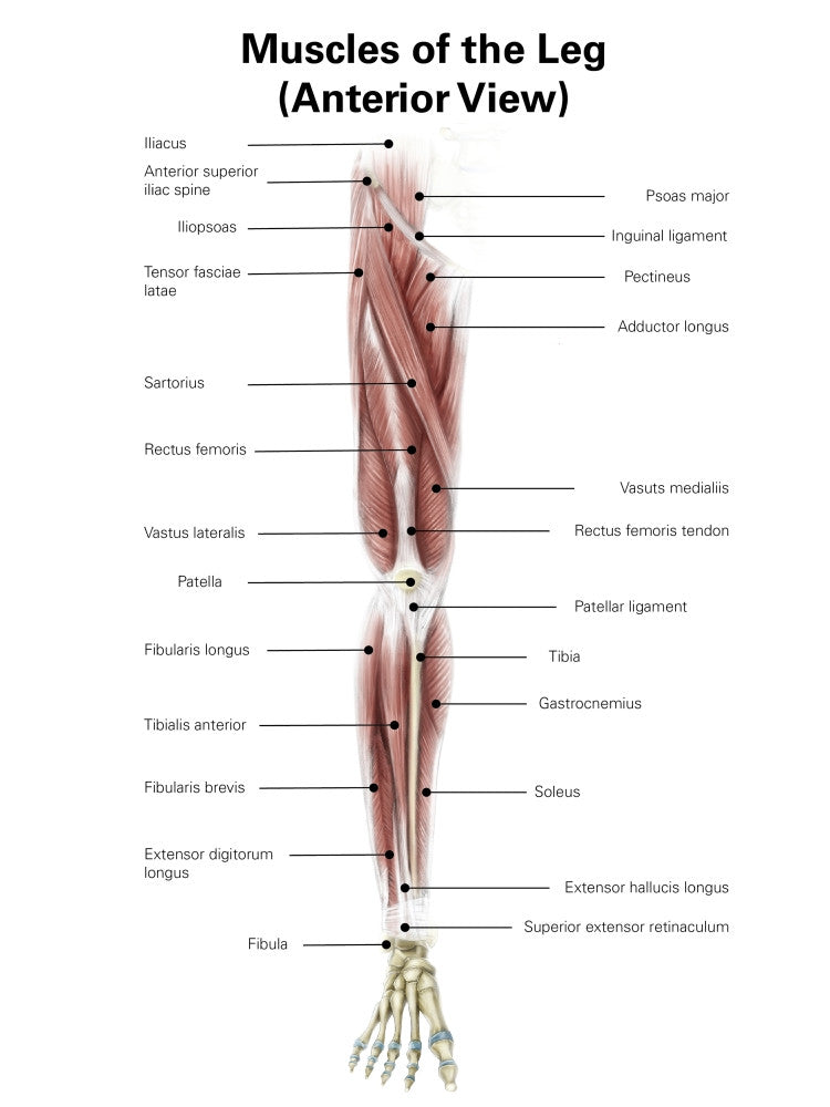 Digital Illustration of the Anterior Muscles of the Leg by Alan Gesek | Stocktrek Images