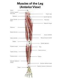 Digital Illustration of the Anterior Muscles of the Leg by Alan Gesek | Stocktrek Images