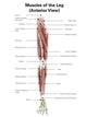 Digital Illustration of the Anterior Muscles of the Leg by Alan Gesek | Stocktrek Images