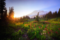 Mt Rainier National Park Sunset Fine Art Print by Jaynes Gallery