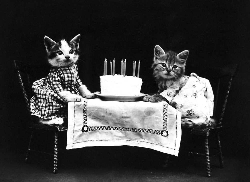The Birthday Cake Kittens Fine Art Print by Harry Whittier Frees