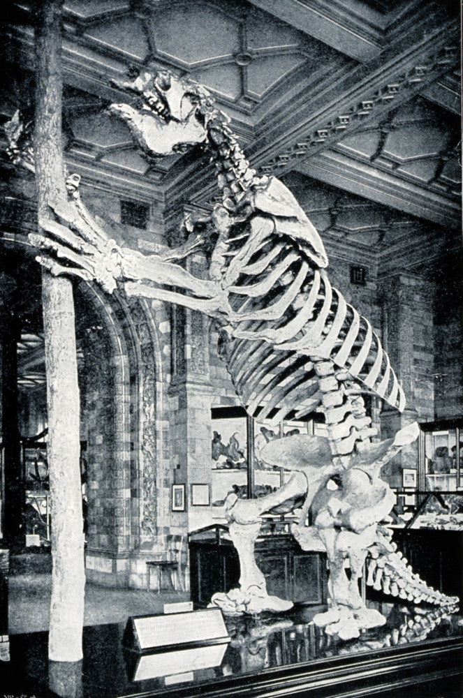 Skeleton of South American Ground Sloth Fine Art Print by Science Source