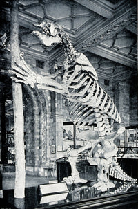 Skeleton of South American Ground Sloth Fine Art Print by Science Source