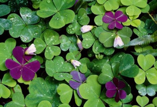Wood Sorrel Plants (Oxalis Oregana) Photo Print by Panoramic Images