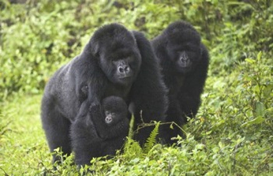 Mountain Gorillas with Baby Rwanda Photo Print by Panoramic Images