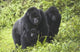 Mountain Gorillas with Baby Rwanda Photo Print by Panoramic Images