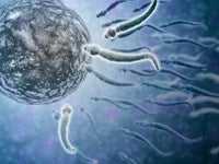 Microscopic View of Sperm Swimming Towards Egg Fine Art Print