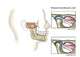 Temporomandibular Joint Anatomy Fine Art Print by TriFocal Communications