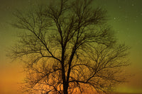Aurora Borealis and Cottonwood Tree Art Print by Jaynes Gallery