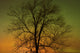 Aurora Borealis and Cottonwood Tree Art Print by Jaynes Gallery