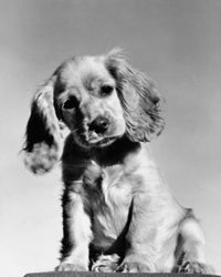 Close-Up Fine Art Print of a Cocker Spaniel Puppy
