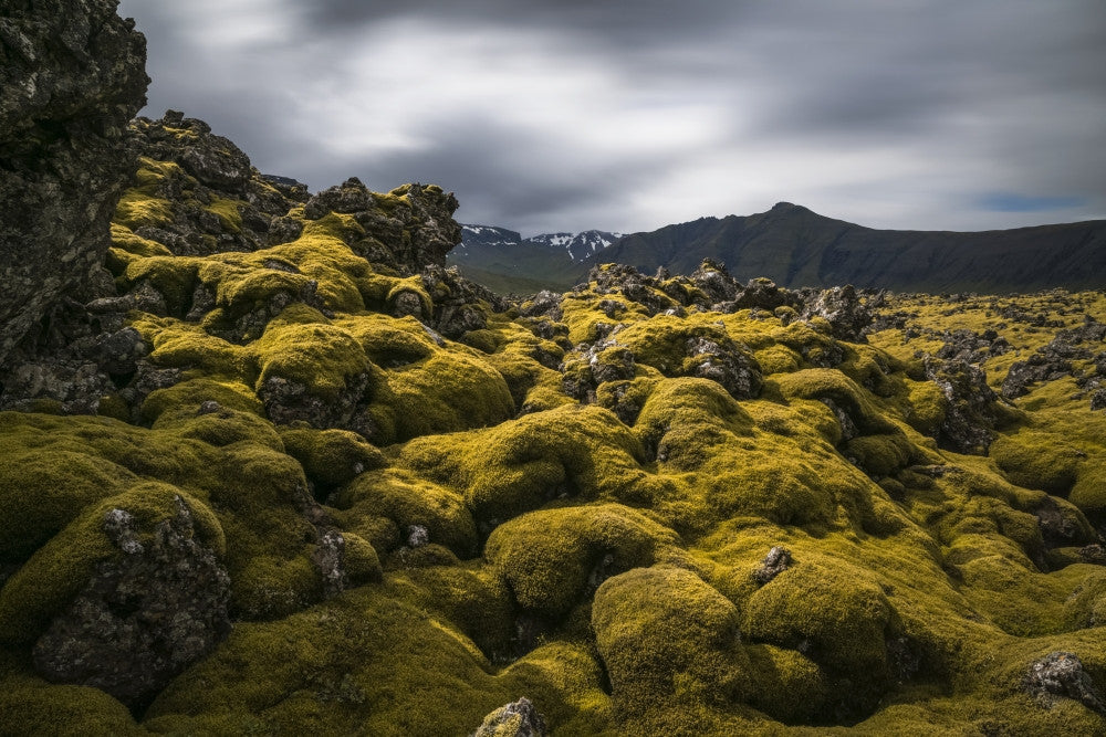 Moss Covered Lava Field Fine Art Print by Robert Postma