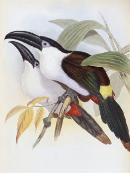 Black-billed Hill Toucan Fine Art Print by John Gould