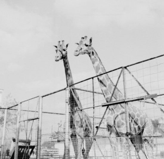 Two Giraffes in Zoo Fine Art Print
