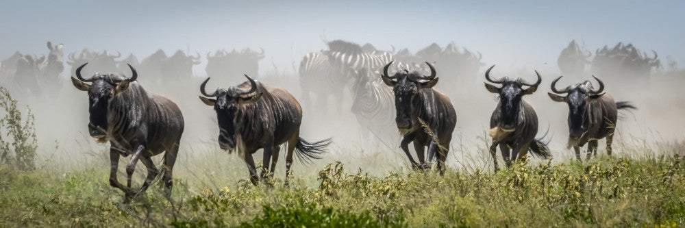 Panorama of Galloping Blue Wildebeest Fine Art Print by Nick Dale
