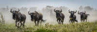 Panorama of Galloping Blue Wildebeest Fine Art Print by Nick Dale