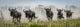 Panorama of Galloping Blue Wildebeest Fine Art Print by Nick Dale
