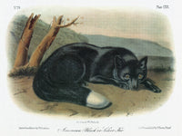 Audubon: Silver and Black Fox Fine Art Print - C1854 Lithograph