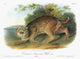 Audubon Bobcat Lithograph Print - Bay Lynx by John James Audubon