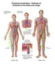 Pulmonary Embolism Pathway Fine Art Print - Medical Illustration