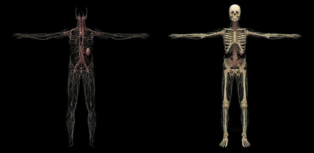 3D Rendering of Human Lymphatic System Fine Art Print