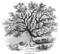 Hartford Charter Oak Wood Engraving Fine Art Print | Posterazzi