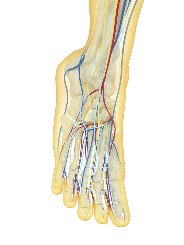 Human Foot Anatomy Fine Art Print - Nervous & Circulatory Systems