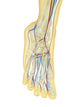 Human Foot Anatomy Fine Art Print - Nervous & Circulatory Systems